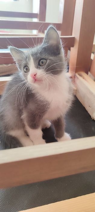 Отдам в добрые руки кошечку