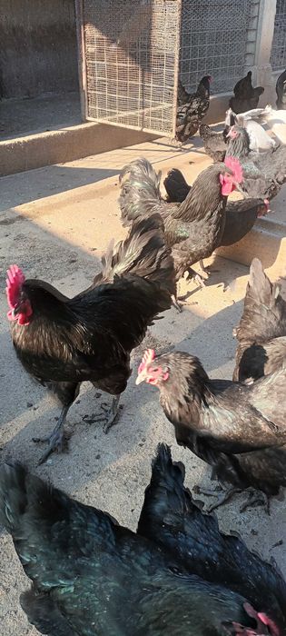 Vand oua de gaini australorp negre.