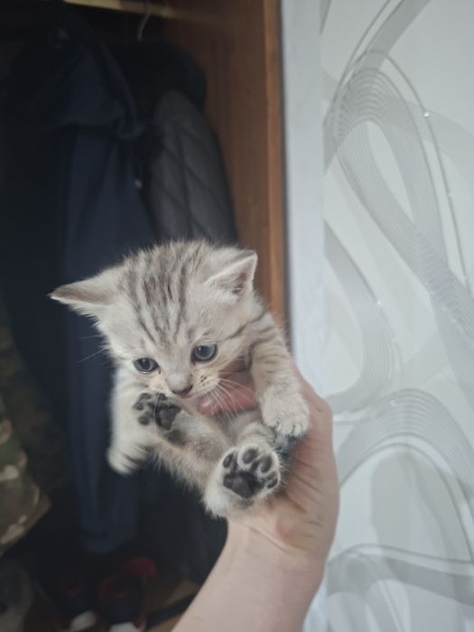 британские котята