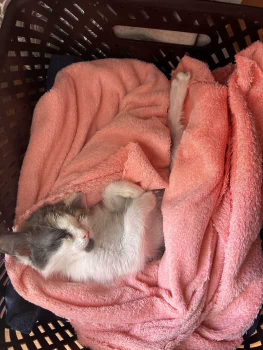 Котенок девочка в добрые руки