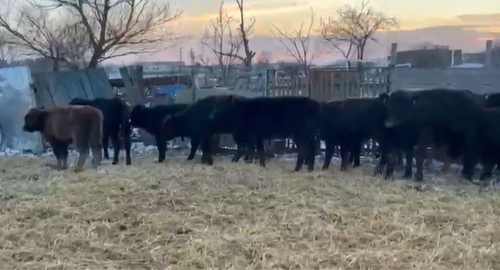 Vând tăurași angus