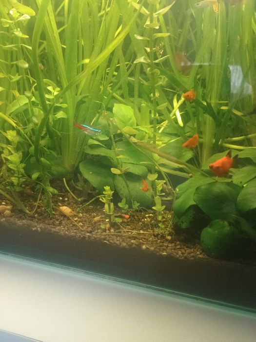 Vând pești acvariu: guppy, xifo și plante