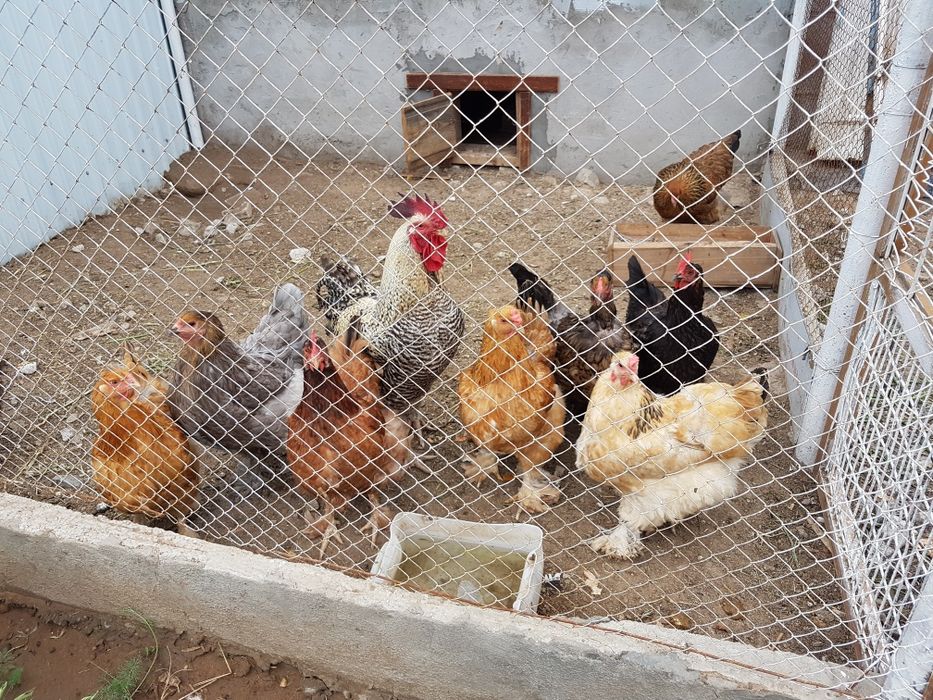 Продам домашних кур