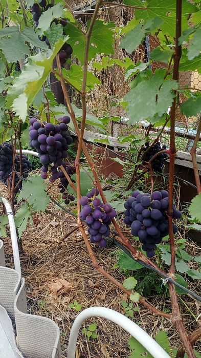 Саженцы винограда