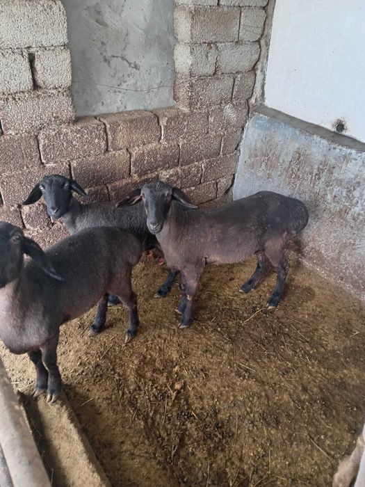 Совлик куйлар сотилади