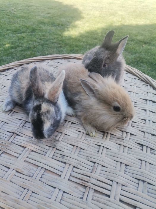 De vanzare iepuri pitici