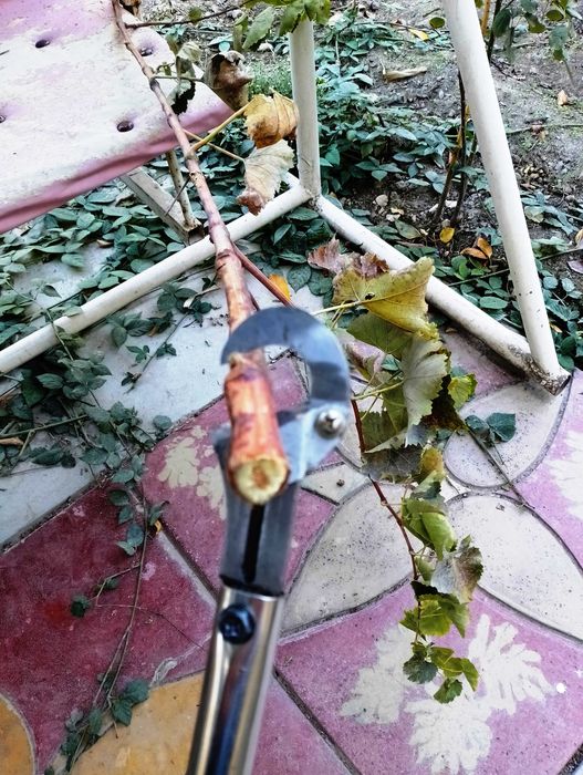 Юқоридаги шохлар ва гул буталари учун секатор.