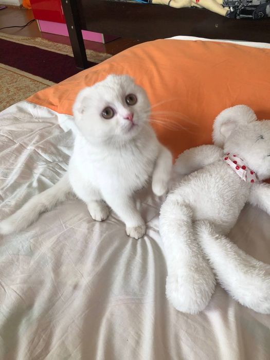 Продаётся кот скоттиш  фолд