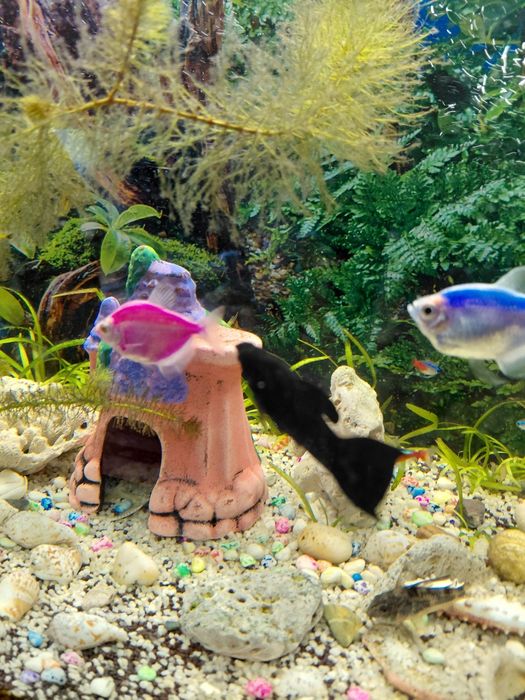 Продам аквариумных рыбок