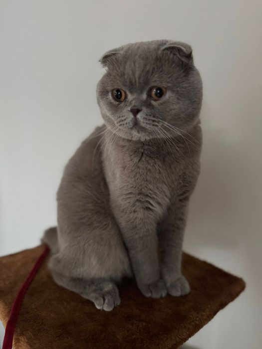 Scottish Fold Lilac – Motan pentru montă