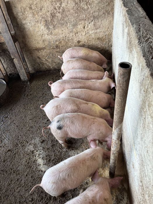 Малки прасенца за продан