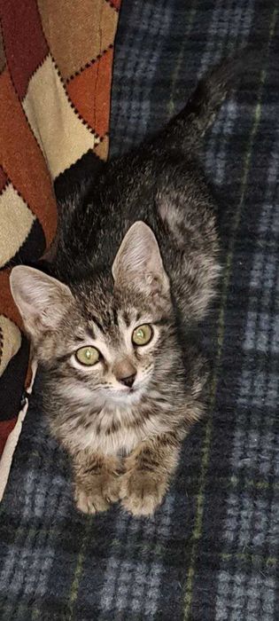 Котята ищут семьи!