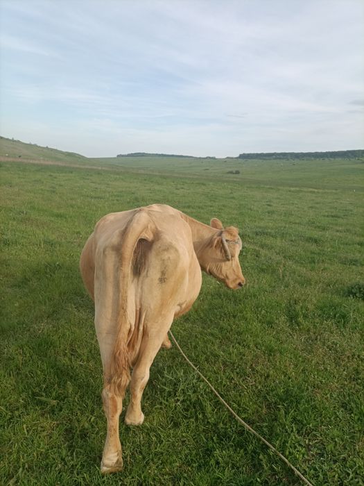 Vaca de vânzare !!