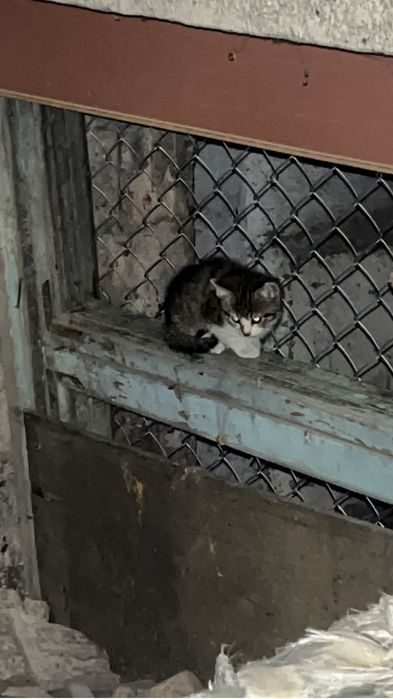 Продам котят срочно