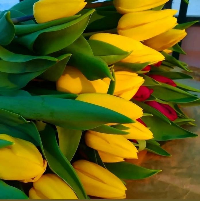 Тюльпаны в наличии