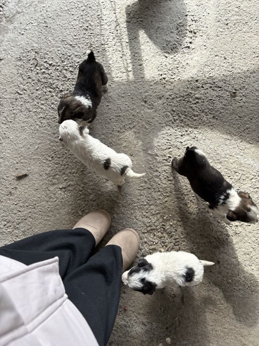 Отдам даром щенят в добрые руки