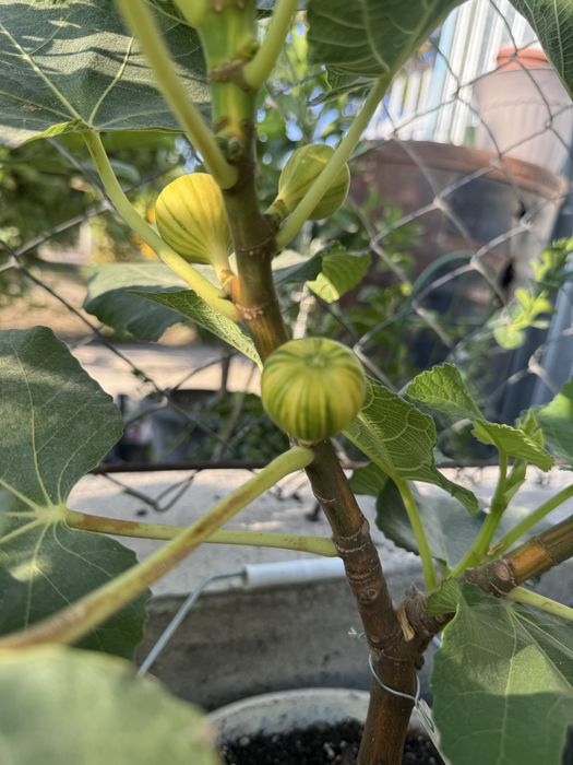 Инжир «далматский»