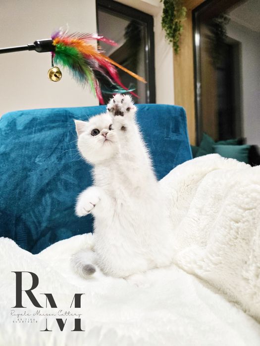 Pisicuță British Shorthair Silver Chinchilla cu Pedigree