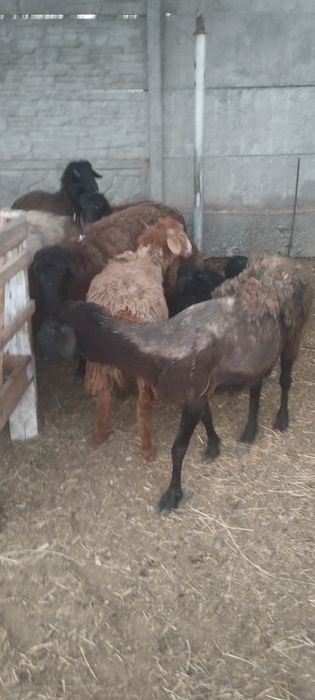 Продам матки с ягнятами