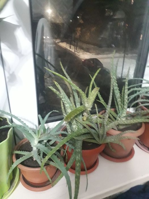 Алоэ столетник .