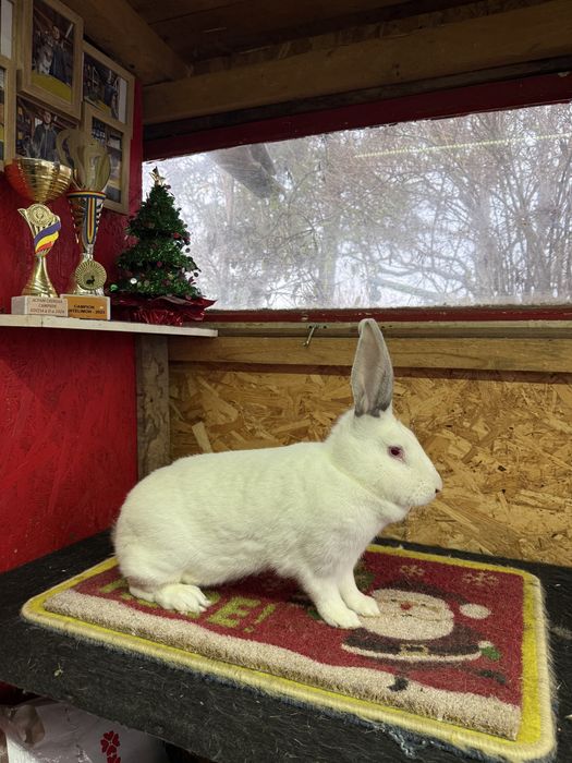 Vand iepuri hycole francez