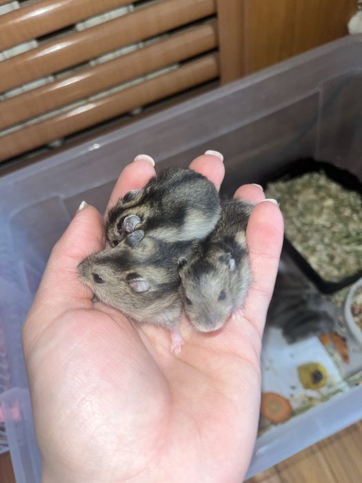 Джунгарские хомяки. Продаются.