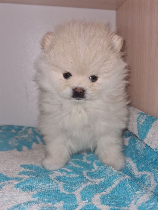 Продам щенка шпица.