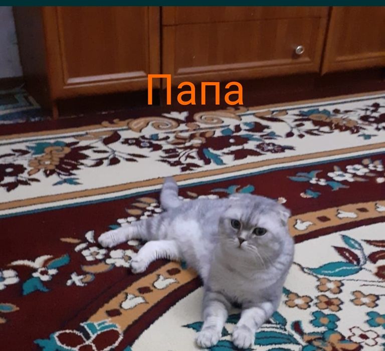 Шиншилла котенок