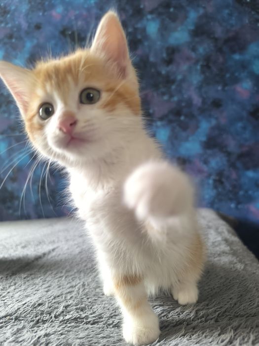 Котенка отдам в хорошие руки