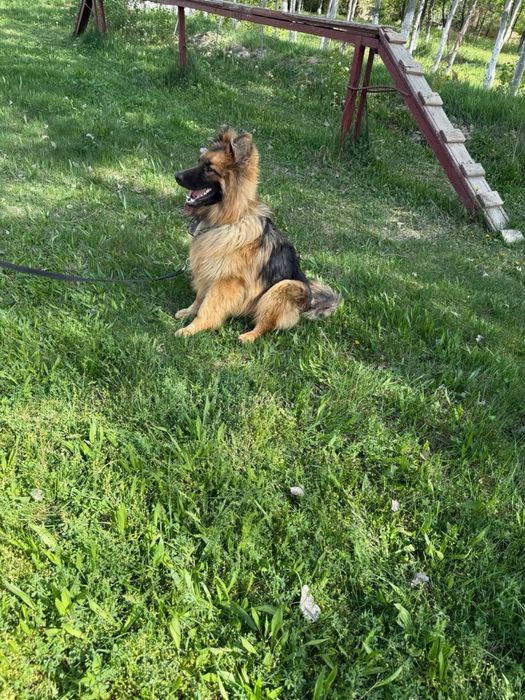 Немецкая овчарка чистокровный с паспорнот