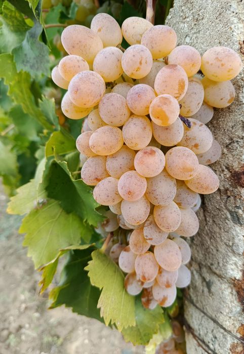 Продава се Земеделски имот в Пловдив, Младежки Хълм -  кв.м за 2295 €/дка - Снимка #3