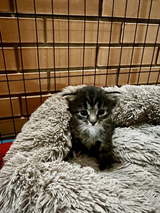 Отдам котят! От кошки мышеловки!