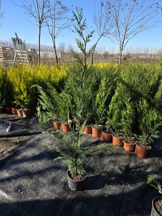 Leylandii diferite dimensiuni,pepiniera Timisoara