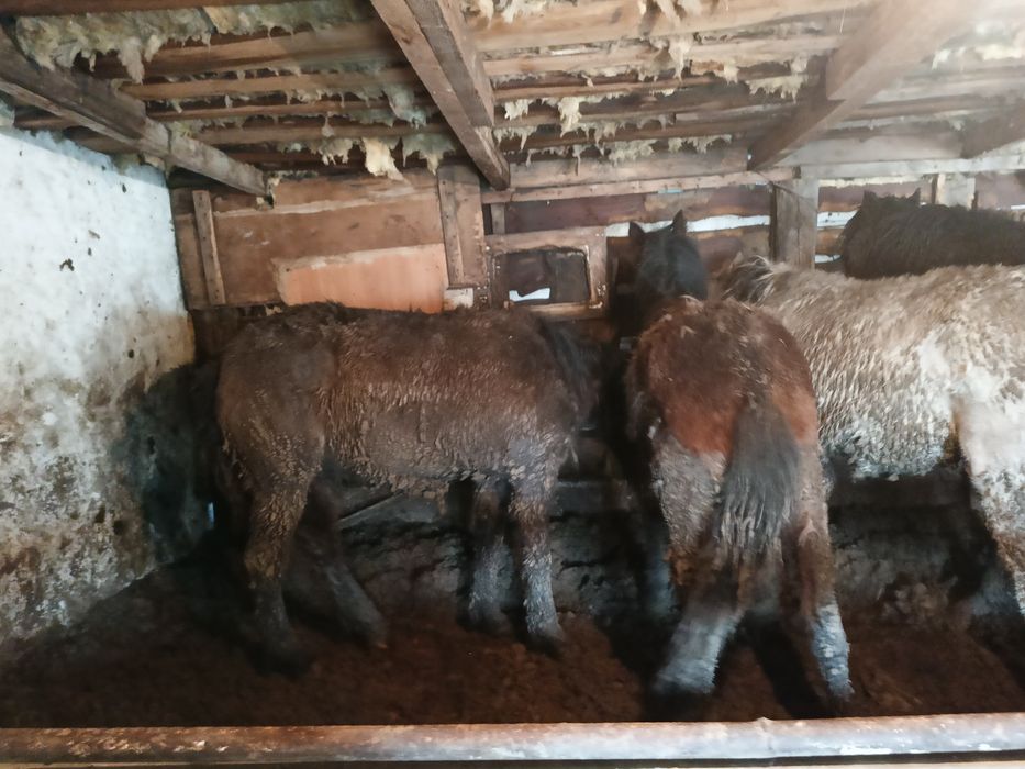 Жабағы сатылады.