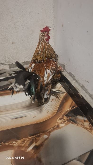 Vând găini mi de flori