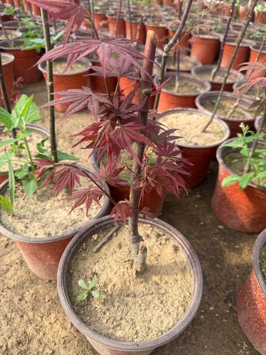 Yaponskiy klyon acer