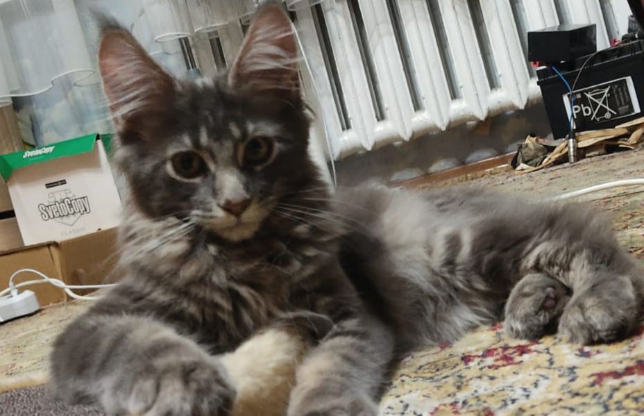 Котята мейнкун продаю