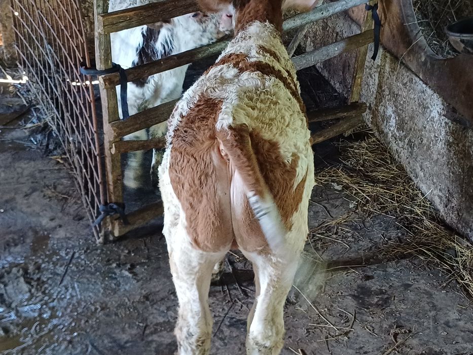 Vând tauras balțat!