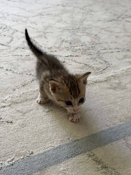 Отдам котят в хорошие руки