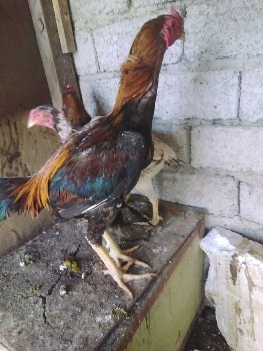 Dakan xo'roz 2ta 1ta brama toza zotli xo'roz sotiladi 300000 so'mdan