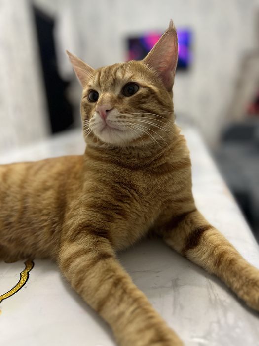 Mushuk vyaskaga beriladi