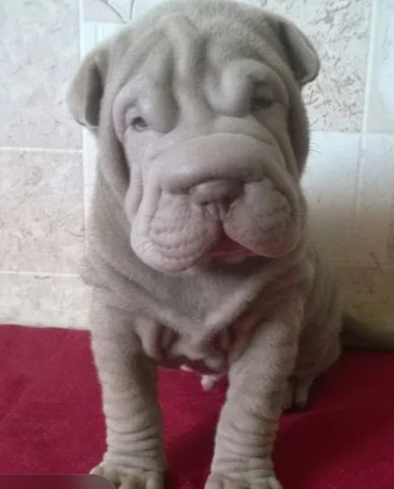 Продажа щенков шарпей