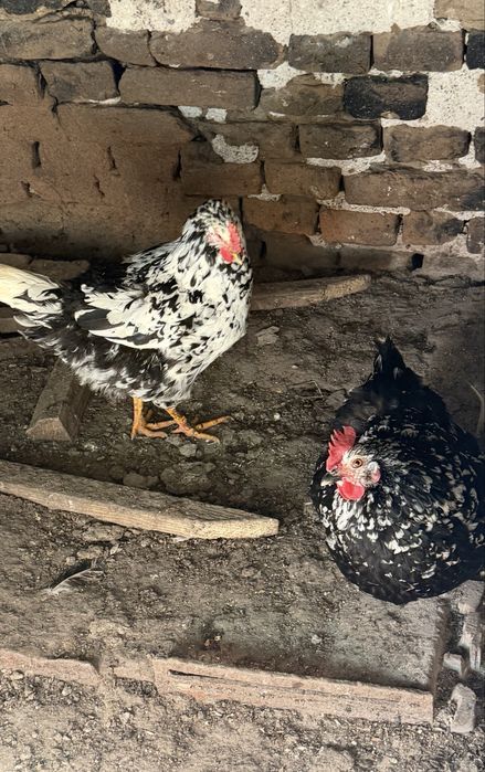 Oua incubat Pita Pinta, Marans si Araucana