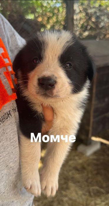 Обява за животни