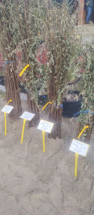 Puieți salcâm frasin mesteacăn fag carpen tei