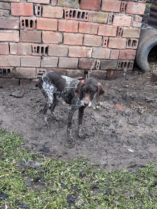 женски курцхаар