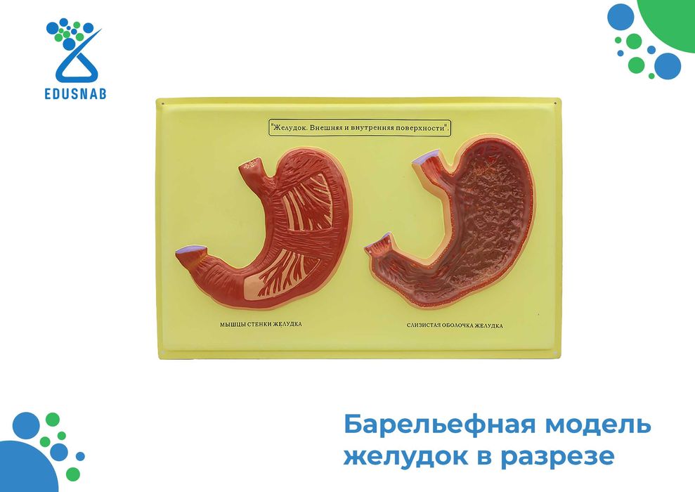 Барельефная модель / anatomik modellar/Tibbiy va ilmiy o‘quv asboblari