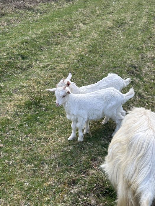 Capră cu o ieduță si un ied