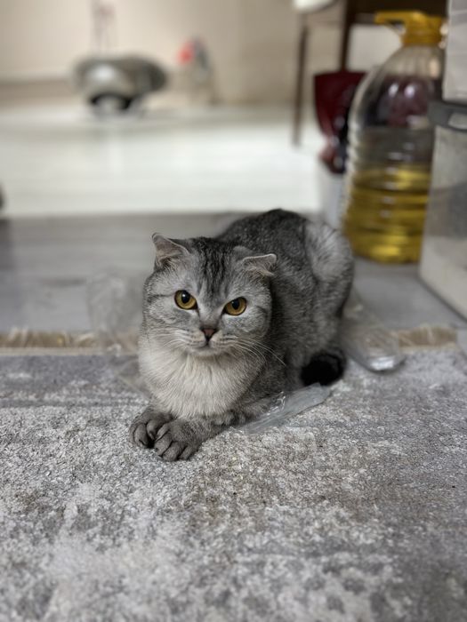 Кошка за.  60000