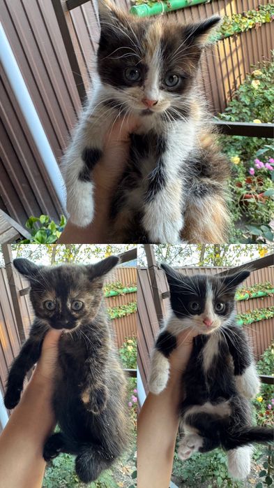 Отдам котят в добрые руки